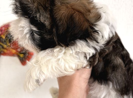 Son Kalan Dişi Shih Tzu Bebeğim görsel