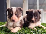 Rengiyle farklılık yaratan Border Collie bebekler
