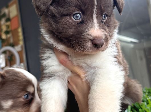 Rengiyle Farklılık Yaratan Border Collie Bebekler görsel