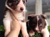 Rengiyle Farklılık Yaratan Border Collie Bebekler