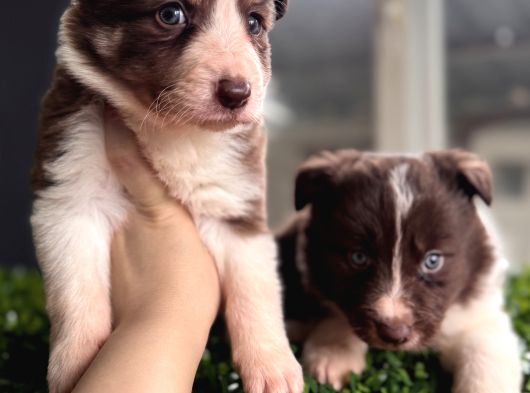 Rengiyle Farklılık Yaratan Border Collie Bebekler görsel