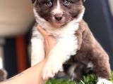 Rengiyle Farklılık Yaratan Border Collie Bebekler