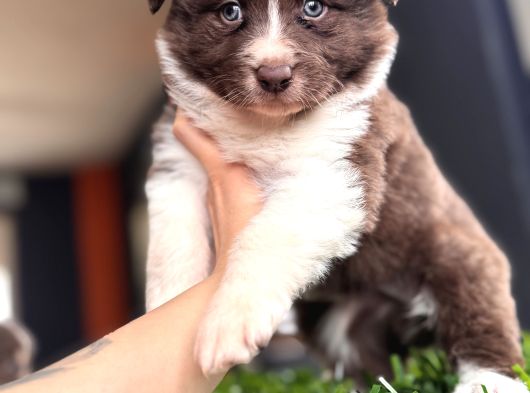 Rengiyle Farklılık Yaratan Border Collie Bebekler görsel