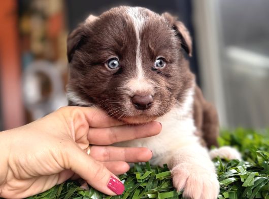 Rengiyle Farklılık Yaratan Border Collie Bebekler görsel