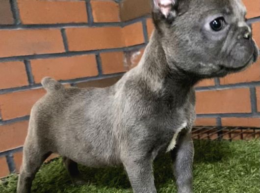 Lilaktan Ve Blue French Buldog görsel