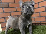 Lilaktan Ve Blue French Buldog