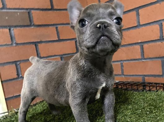 Lilaktan Ve Blue French Buldog görsel