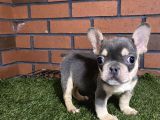 Lilaktan ve blue french buldog