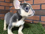 Lilaktan Ve Blue French Buldog