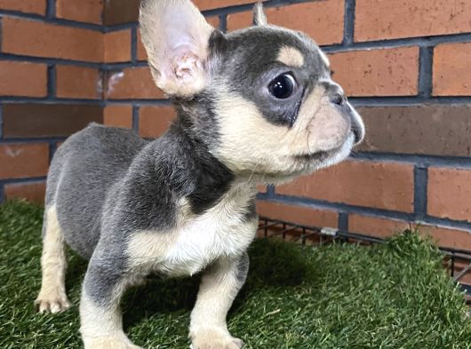 Lilaktan Ve Blue French Buldog görsel