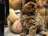 Red Toy Poodle Yavrumuz