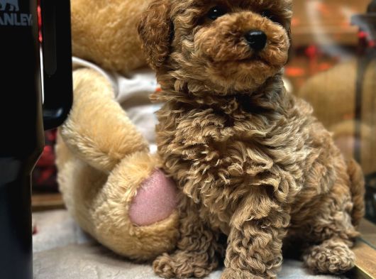 Red Toy Poodle Yavrumuz görsel