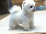 Miss Turkey Pomeranian Boo Güzeli
