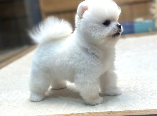 Miss Turkey Pomeranian Boo Güzeli görsel