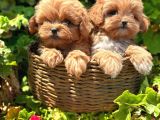 Kore Maltipoo Yavrularımız
