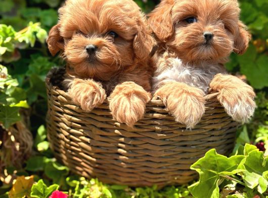 Kore Maltipoo Yavrularımız