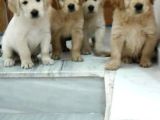 Bebek Surat Golden Retriever Yavrularımız