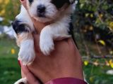Morkie Yavrularımız