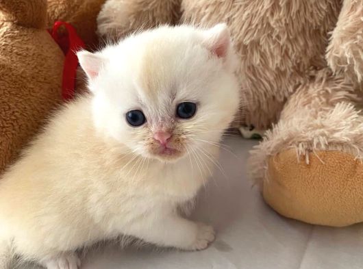 Safkan British Shorthair Oyuncu Ve Sevimli Yavrularımız görsel