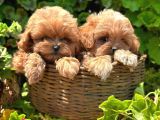 Kore Maltipoo Yavrularımız