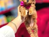 Toy Poodle Sevi̇mli̇ Yavrular Ev Üreti̇mi̇
