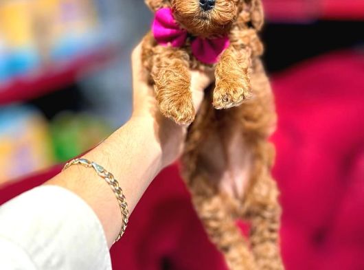 Toy Poodle Sevi̇mli̇ Yavrular Ev Üreti̇mi̇ görsel