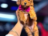 Toy Poodle Sevi̇mli̇ Yavrular Ev Üreti̇mi̇