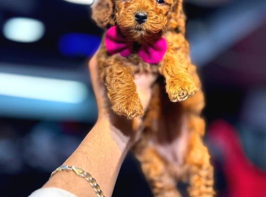 Toy Poodle Sevi̇mli̇ Yavrular Ev Üreti̇mi̇ görsel