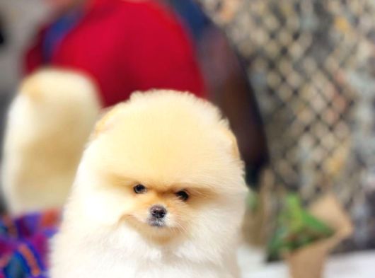 Çakır Bakışlı Pomeranian Oğlumuz Tom görsel