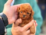 Micro Kore Poodle Yavrularımız