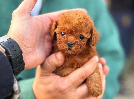 Micro Kore Poodle Yavrularımız görsel