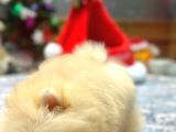 Krem Renk Üst Kalite Pomeranian Boo