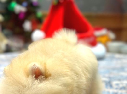 Krem Renk Üst Kalite Pomeranian Boo görsel