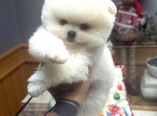 Miss Turkey Pomeranian Boo Güzeli görsel
