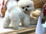 Miss Turkey Pomeranian Boo Güzeli