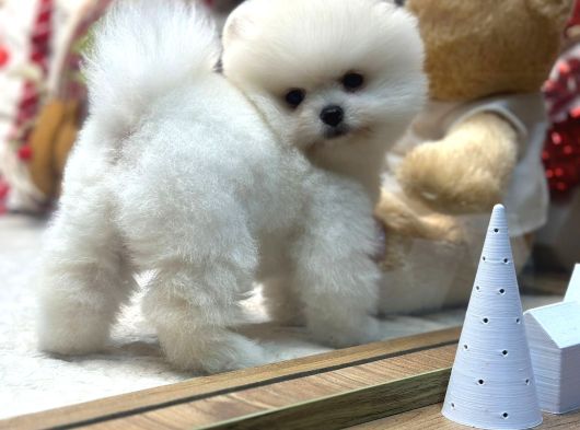 Miss Turkey Pomeranian Boo Güzeli