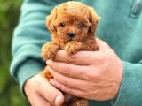 Micro Kore Poodle Yavrularımız