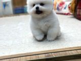 Miss Turkey Pomeranian Boo Güzeli
