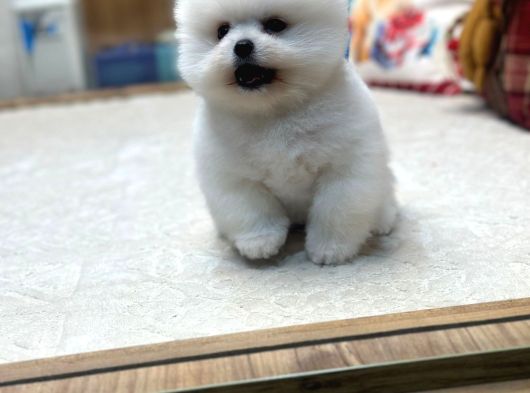 Miss Turkey Pomeranian Boo Güzeli görsel