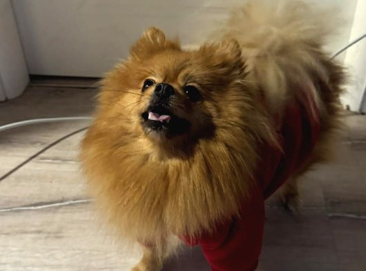 Dişi Pomeranian