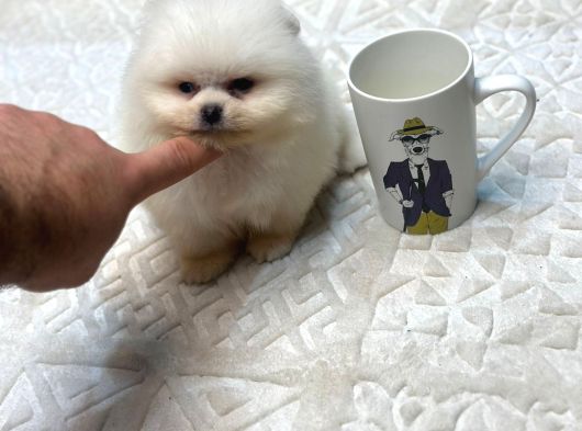Ayı Surat Teacup Pomerian Boo Yavrumuz Boby görsel