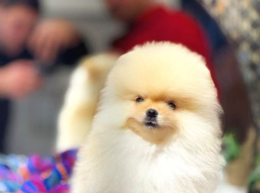 Çakır Bakışlı Pomeranian Oğlumuz Tom