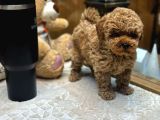 Red Toy Poodle Yavrumuz