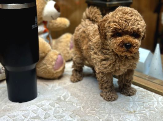 Red Toy Poodle Yavrumuz görsel