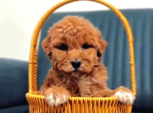 Malti̇poo Ci̇nsi̇ Yavrular Ev Üreti̇mi̇