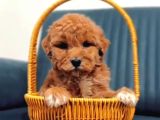 Malti̇poo Ci̇nsi̇ Yavrular Ev Üreti̇mi̇