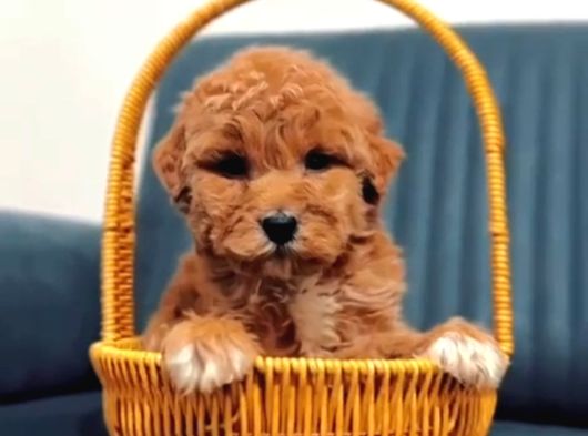 Malti̇poo Ci̇nsi̇ Yavrular Ev Üreti̇mi̇ görsel