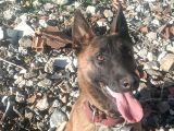 A KALITE 6 AYLIK MALINOIS