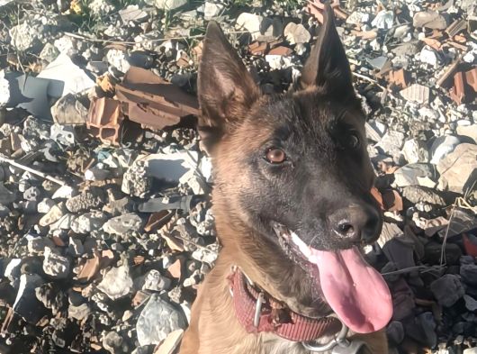A Kalite 6 Aylik Malinois