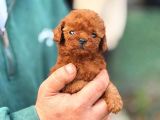 Micro Kore Poodle Yavrularımız